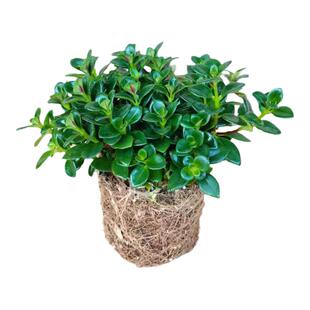 稀有红色黄色金鱼吊兰盆栽金鱼花苗亲嘴鱼兰开花室内办公室吸甲醛