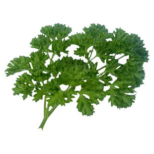 摩西香芹种籽欧芹法国芹菜种子秧苗西芹四季蔬菜法香孑阳台盆栽