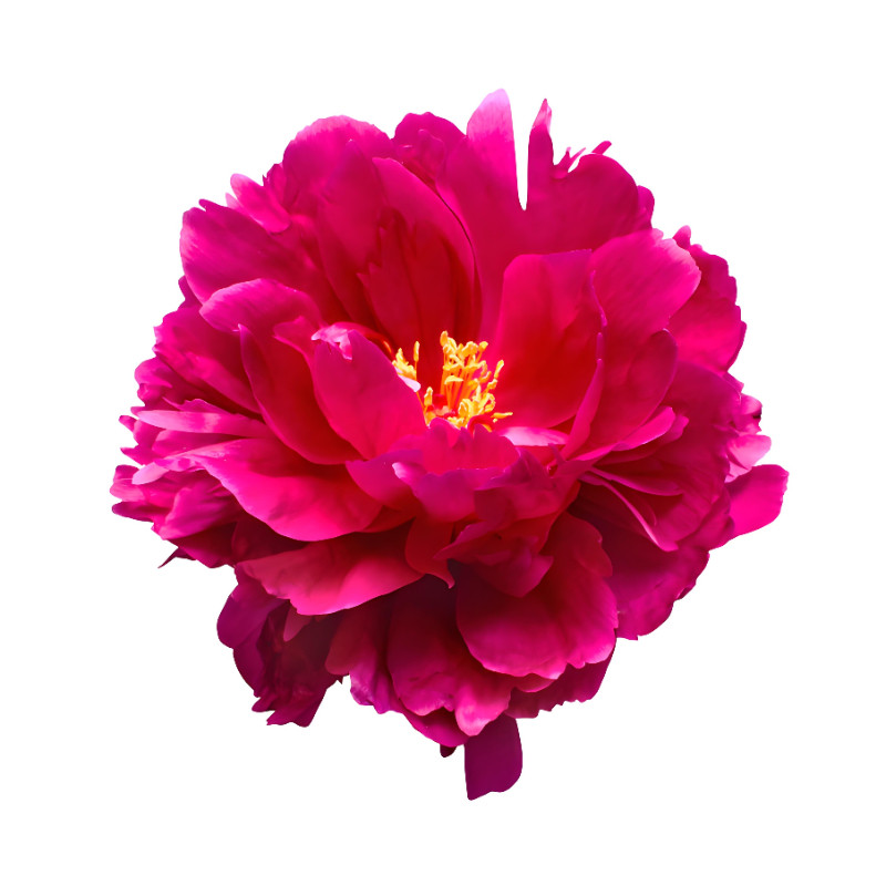 牡丹花种子四季花卉种子