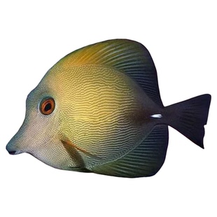 三角吊珍珠大帆火箭吊西瓜吊黄一字金毛吊马代斑马吊蓝眼食苔纹吊