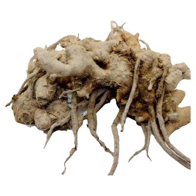 阳春老风姜500g新鲜做月姜母姜正宗姜月子风姜广东特产风姜驱寒姜