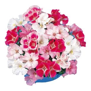 进口古代稀种子 华丽锦缎系列 春季室内阳台盆栽好养易种花卉种子