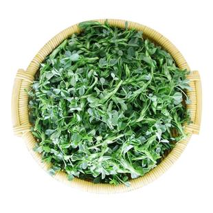 陕西头茬新鲜苜蓿菜正宗现摘蔬菜当季农家食用山野菜苜蓿芽苜蓿草