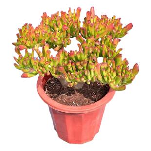 多肉植物老桩吸财树新手室内招财纳福招财树肉肉组合植物皮实好养