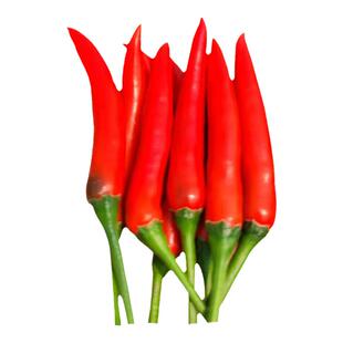 朝天椒种籽子辣椒籽种超辣小米椒辣椒种子盆栽高产辣椒籽蔬菜种孑