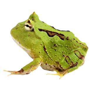 两栖类可爱宠物绿角蛙活体黄金角蛙草莓角蛙南瓜角蛙温顺懒人易养