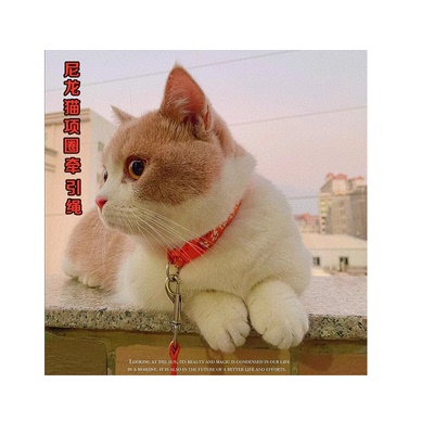 路合迪牵引绳防挣脱遛猫绳