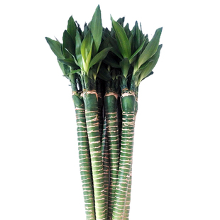 富贵竹带根粗杆水养植物龙竹客厅室内招财水培转运竹绿植盆栽竹子