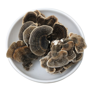 中药材云芝野生 东北野云芝 云芝菌 黄云芝新鲜干货 正品500g包邮