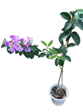 紫铃藤花苗耐晒植物蒜香藤花盆栽