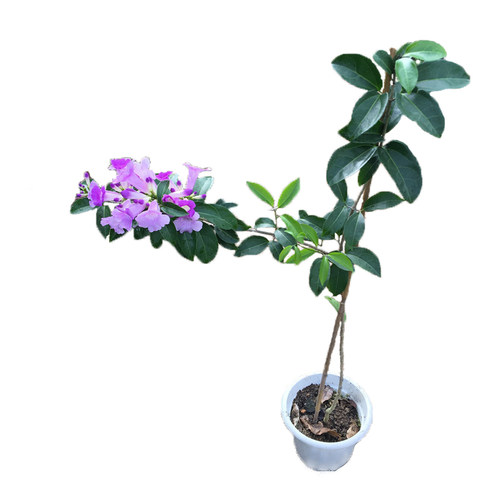 蒜香藤花紫铃藤 藤本植物 奇特爬藤花苗 庭院盆栽开花会变色植物