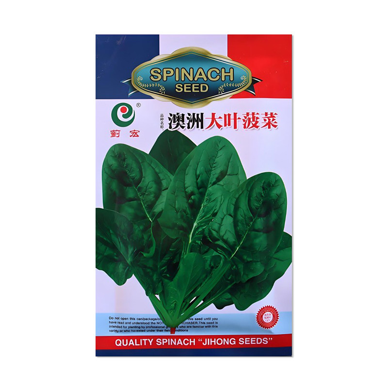 澳洲大叶菠菜种子叶大肉厚