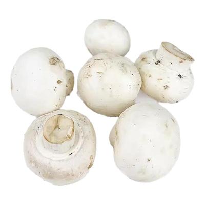 新鲜口蘑约250g/盒 食用菌菇 小白菇 口菇 双孢菇炒菜煲汤 满5件