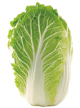 东北大白菜种子酸菜王
