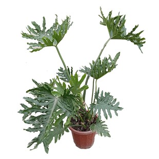 金叶子龙鳞春羽芋老桩室内外阳台耐阴常绿植物盆栽净化空气除甲醛