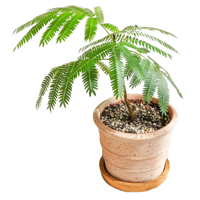 种花王大爷 密叶猴耳环盆栽绿植多年生植物室内观叶绿植盆栽