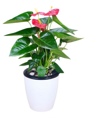 绿植盆栽室内阳台多肉植物田园风