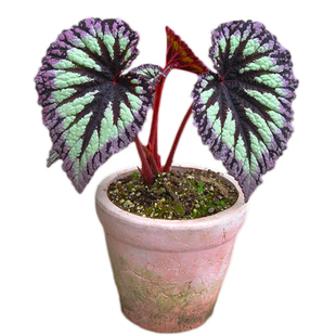 秋海棠 小虫草堂盆栽黑骑士五彩蜗牛焰火圣尼克室内观叶植物喜阴