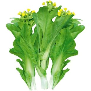 【今年新种】正品白菜苔种子早熟四季菜心籽高产甄选蔬菜种子大全