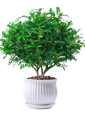 正宗清香胡椒木盆栽花卉室内驱虫驱蚊草绿植物树苗老桩盆景九里香