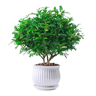 正宗清香胡椒木盆栽花卉室内驱虫驱蚊草绿植物树苗老桩盆景九里香