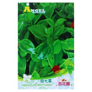 百花园田七菜种子蔬菜种子 三七菜阳台庭院 四季播种 特色菜 凉拌