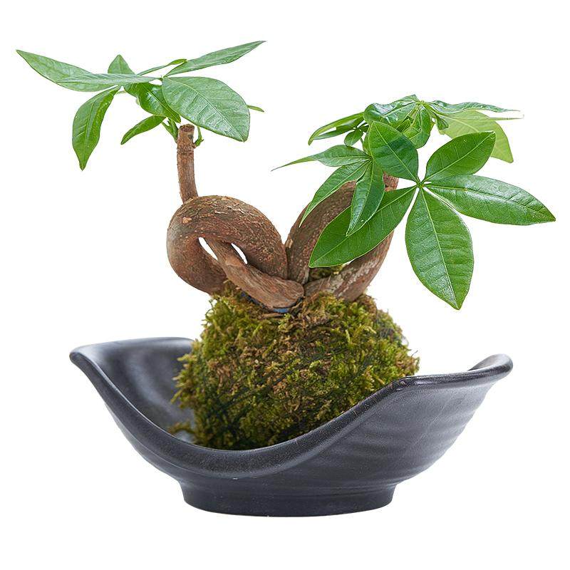 苔藓球小盆栽水培植物六月雪绿植盆栽赤楠袖珍椰子文竹蓬莱松菖蒲