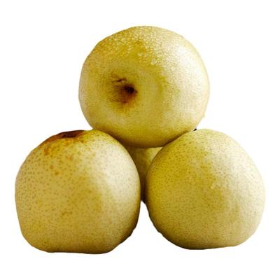 山西运城老树冰糖梨贡新鲜礼盒