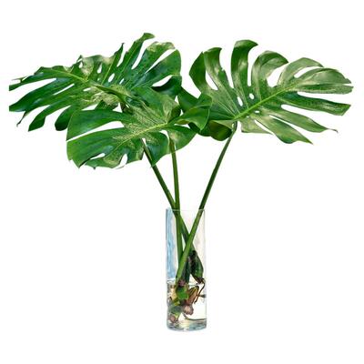 除甲醛北欧网红土净化空气室内