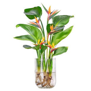 水培天堂鸟盆栽客厅办公室内大叶净化观叶绿植四季常青好养活植物