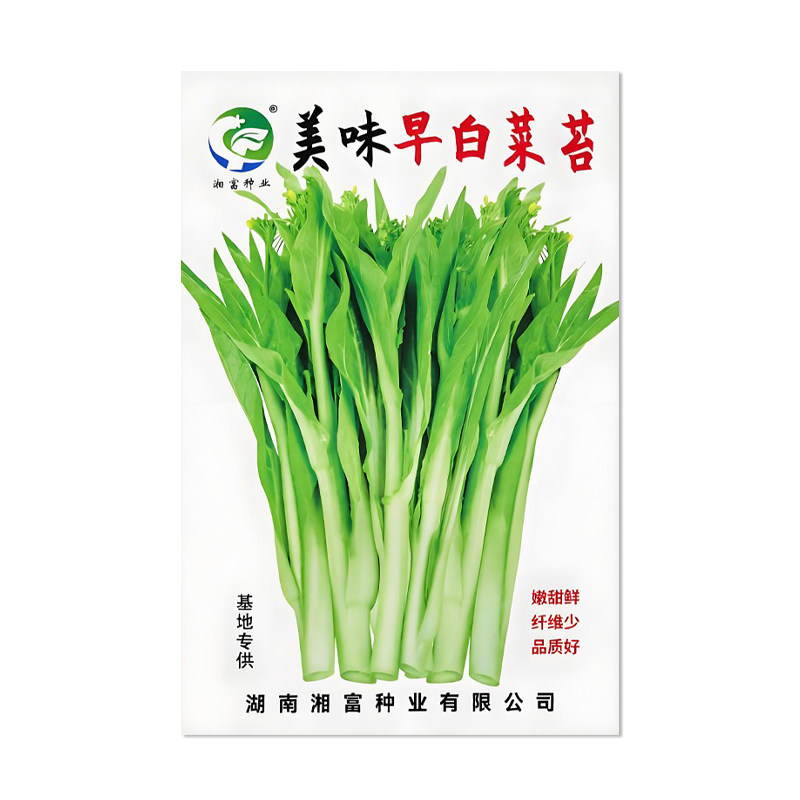 湘富美味早白菜苔种子