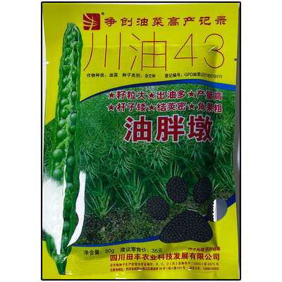 油胖墩榨油菜种子籽杂交高产川油