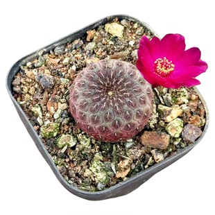 混合有沟宝山仙人球组合开花机器仙人掌科子孙球植物小盆栽红丽丸