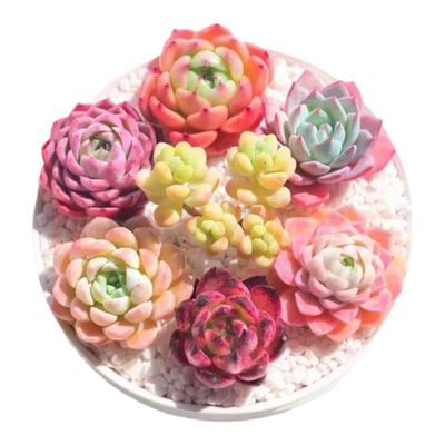 多肉植物组合套餐麦秆桃蛋冰玉橙梦露熊童子玉露红宝石吉娃娃钱串