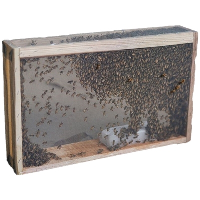 蜜蜂带王笼蜂群活体养殖阿坝产卵土蜂王双色红背开产种王中蜂蜂群