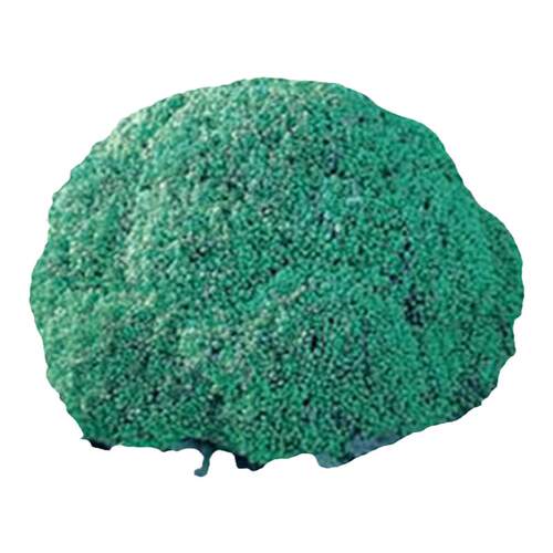 西兰花种子秧苗花菜青菜花种籽菜花四季苗西蓝花蔬菜春秋秧