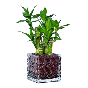 文昌竹4支富贵竹带根水养粗杆水生盆景植物室内水培步步高升摆件