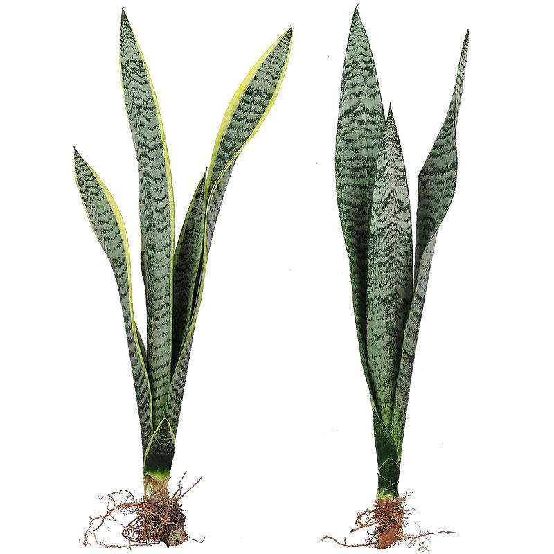 金边虎皮兰盆栽绿植懒人植物适合卧室客厅室内大型耐阴水培虎尾兰