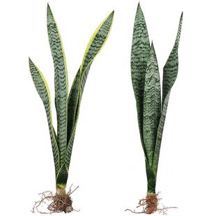 金边虎皮兰盆栽绿植懒人植物适合卧室客厅室内大型耐阴水培虎尾兰