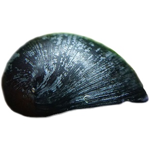 进口黑金刚螺观赏除藻螺斑马淡水工具螺大小号杀手鲍鱼螺活体橙兔