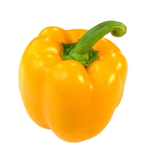 彩杂22黄色甜椒苗/辣椒种籽甜椒种子 阳台四季盆栽灯笼椒蔬菜种苗