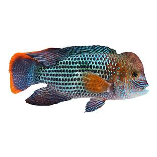 红尾皇冠活体热带鱼大型玉面皇冠鱼起头活鱼蓝面财神鱼好养观赏鱼