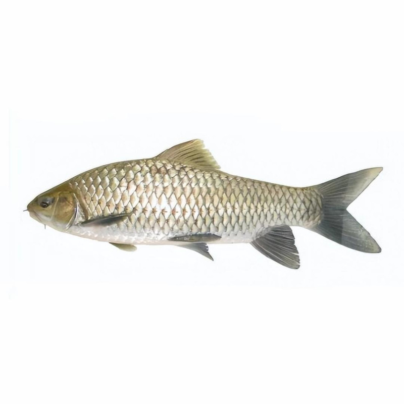 吃青苔浮萍水草藻类等属草食性