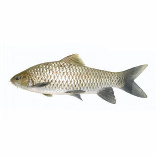 清波鱼苗淡水养殖食用正宗青波中华倒刺鲃四川重庆本地淡水名贵鱼