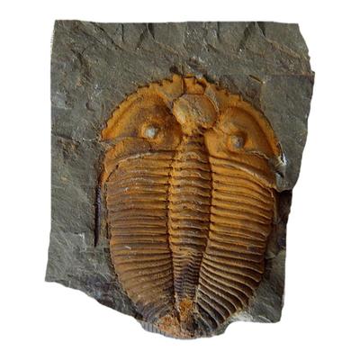 天然摆件古生物标本三叶虫化石