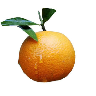 潮州柑潮汕焦柑潮州蕉柑年柑潮汕本地拜神老柑新年柑拜年柑橘