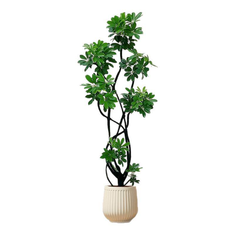 【拍照选货】鸭脚木客厅造型绿植