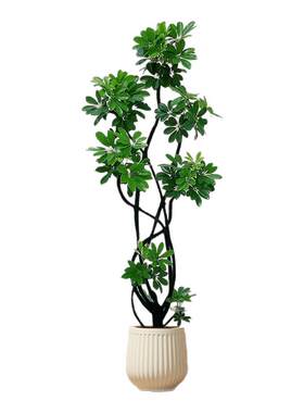 【拍照选货】鸭脚木客厅造型绿植