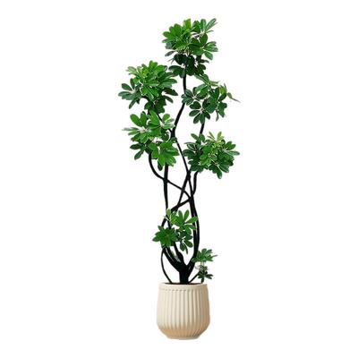 【拍照选货】鸭脚木客厅造型绿植