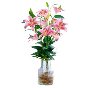 水培植物香水百合花盆栽带花苞室内办公室客厅好养花卉水养插花